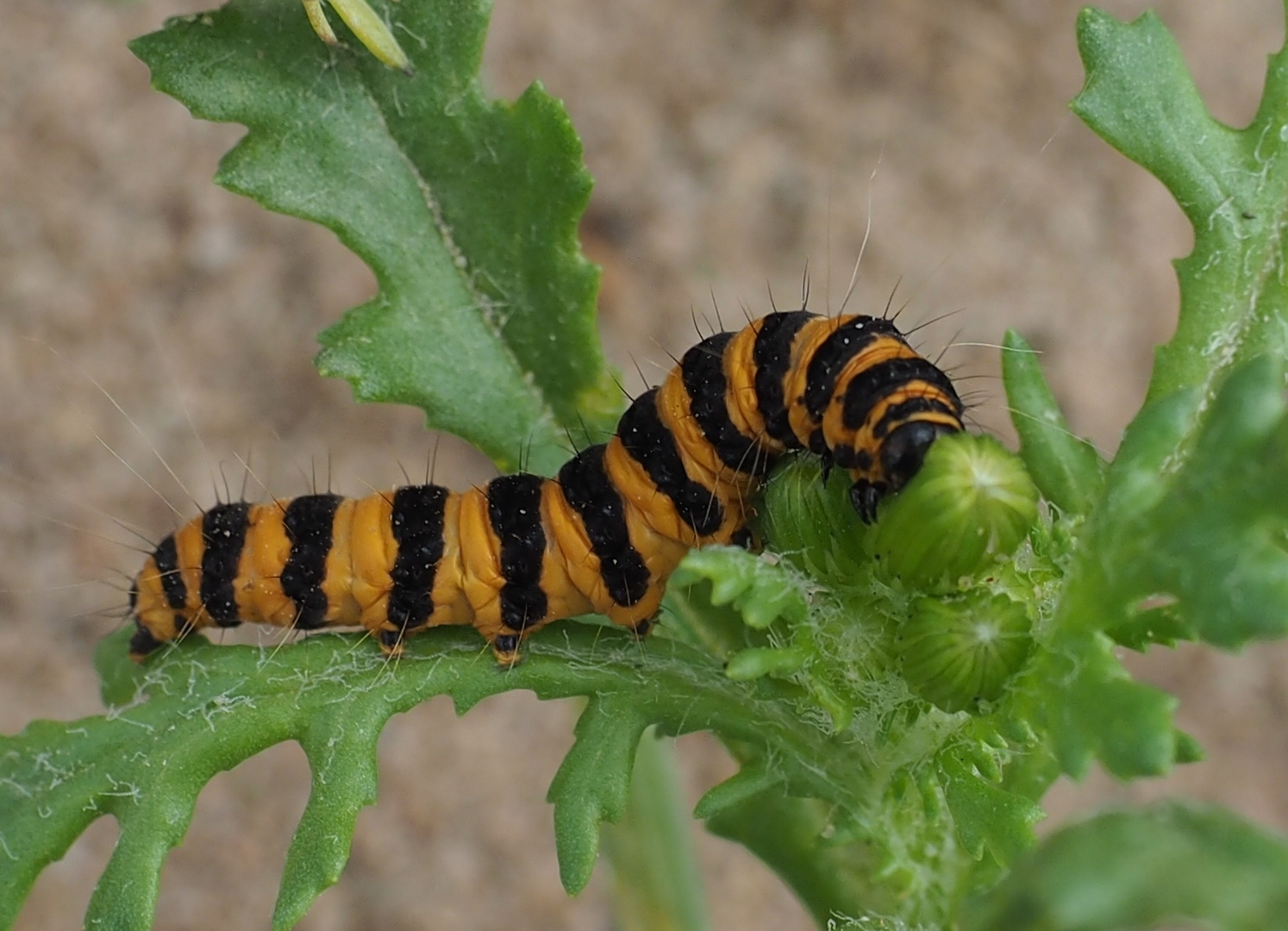 Raupe des Karminbären (Tyria jacobeae)