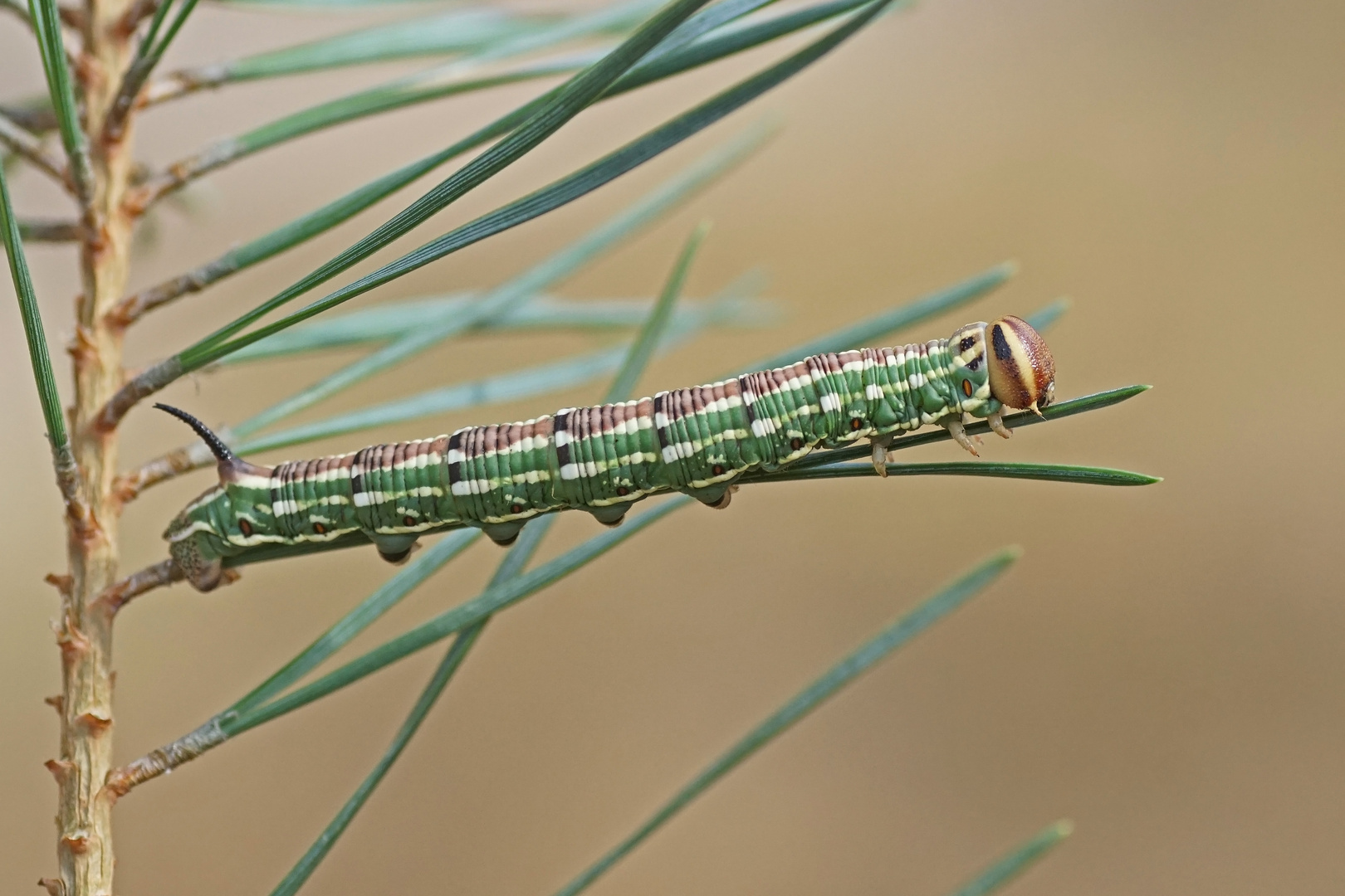 Raupe des Kiefernschwärmers (Sphinx pinastri)