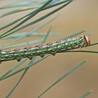 Raupe des Kiefernschwärmers (Sphinx pinastri)