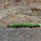 Raupe des Kiefernschwärmers (Sphinx pinastri)