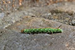 Raupe des Kiefernschwärmers (Sphinx pinastri)