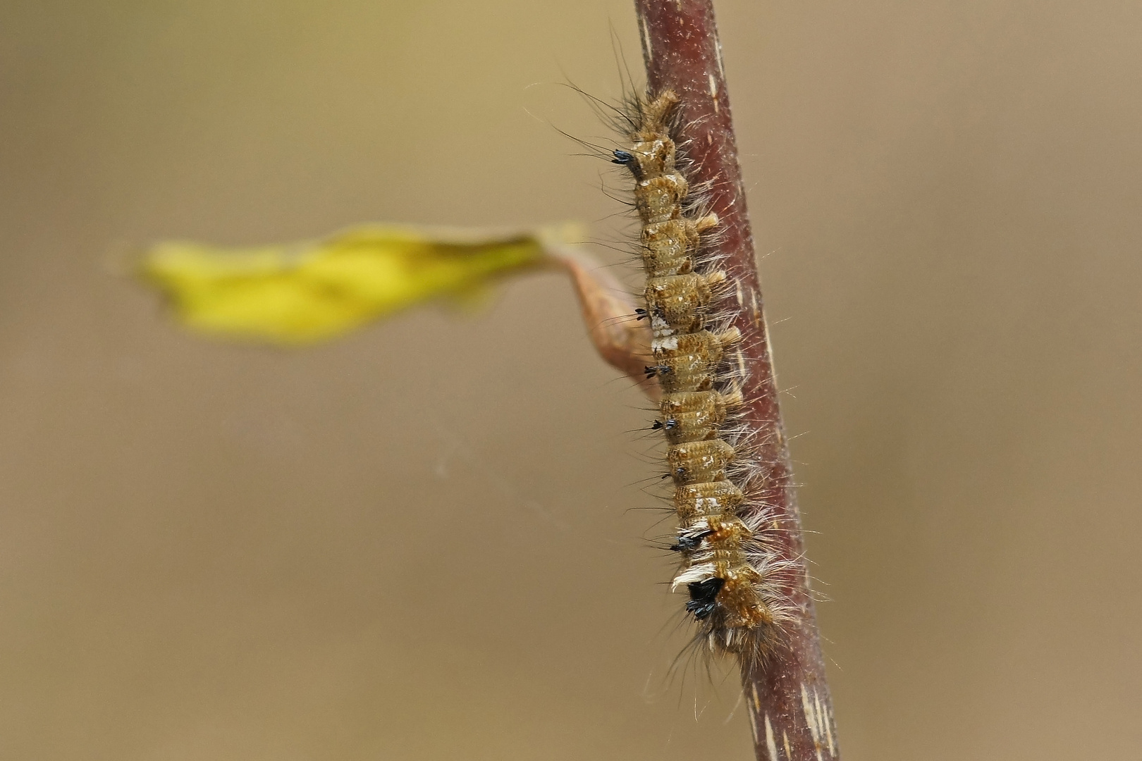 Raupe des Kiefernspinners (Dendrolimus pini)