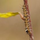 Raupe des Kiefernspinners (Dendrolimus pini)