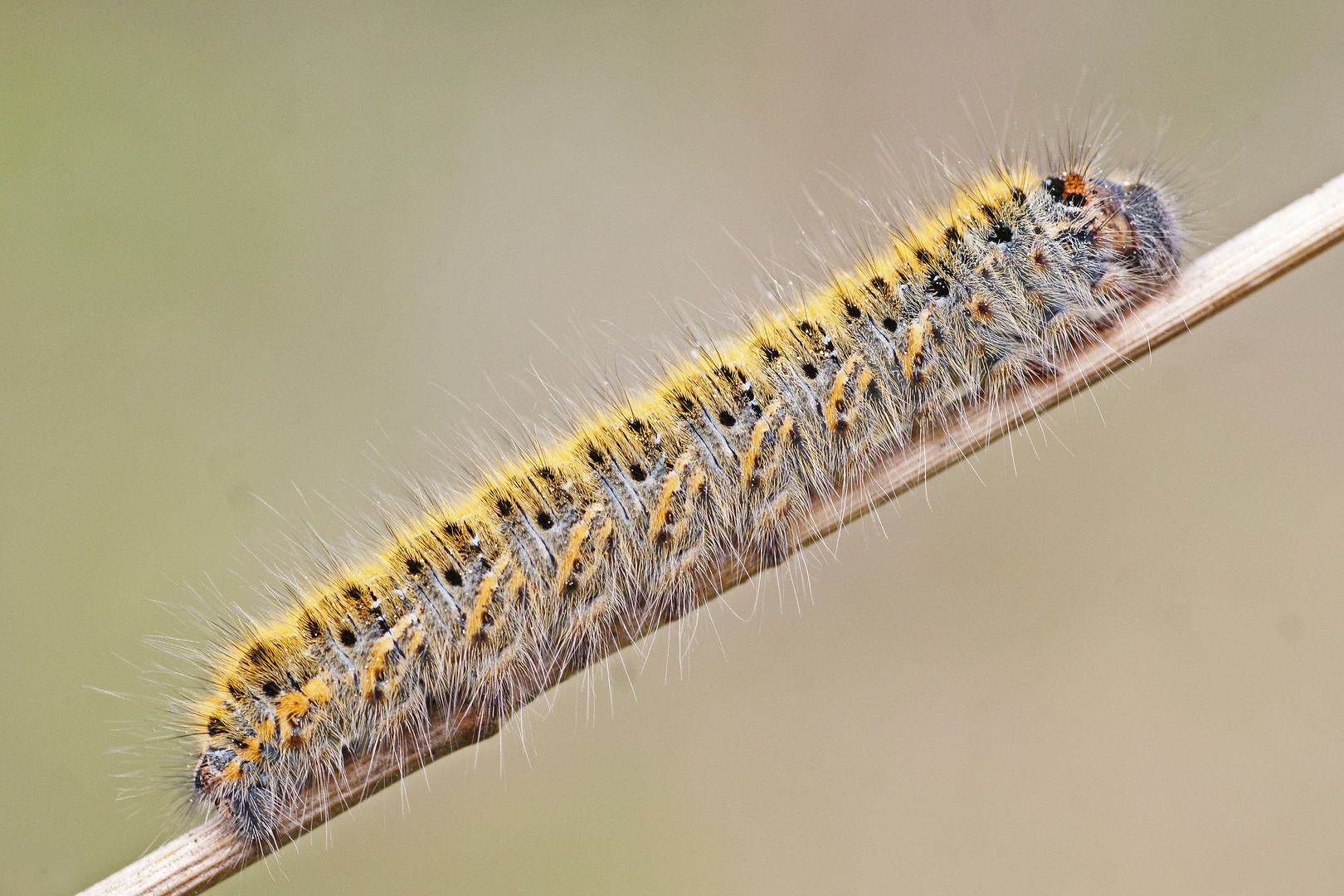 Raupe des Kleespinners