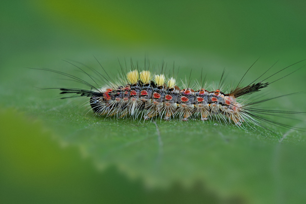 Raupe des kleinen Bürstenspinners