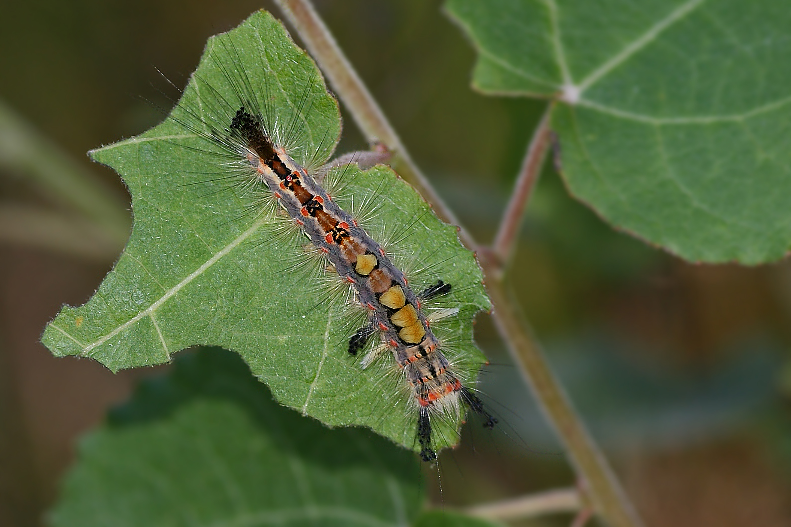 Raupe des Kleinen Bürstenspinners (Orgyia antiqua)