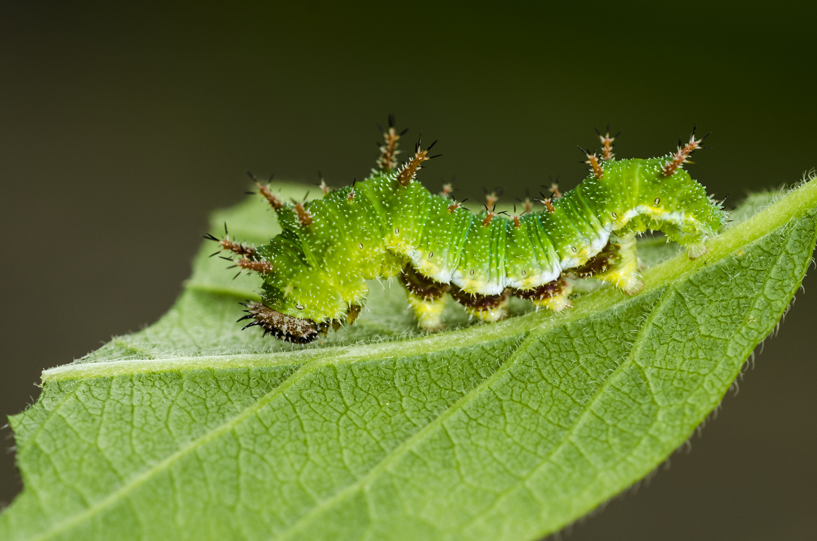 Raupe des Kleinen Eisvogel (Limenitis camilla)