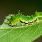 Raupe des Kleinen Eisvogel (Limenitis camilla)