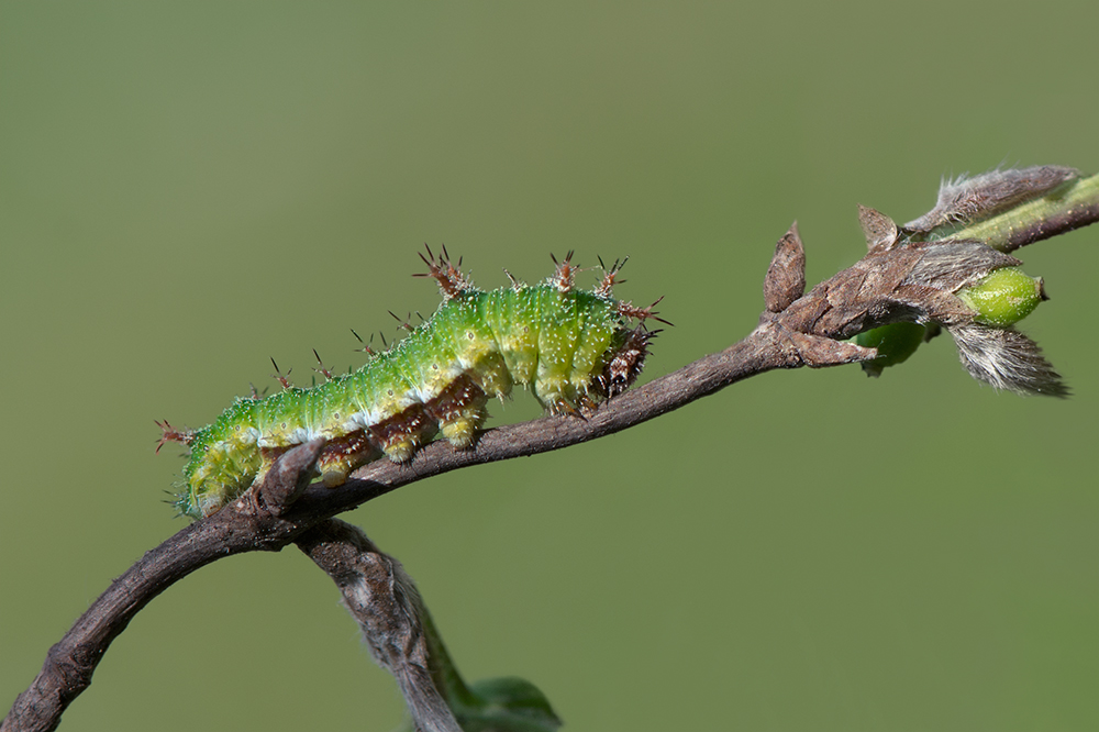 Raupe des Kleinen Eisvogels