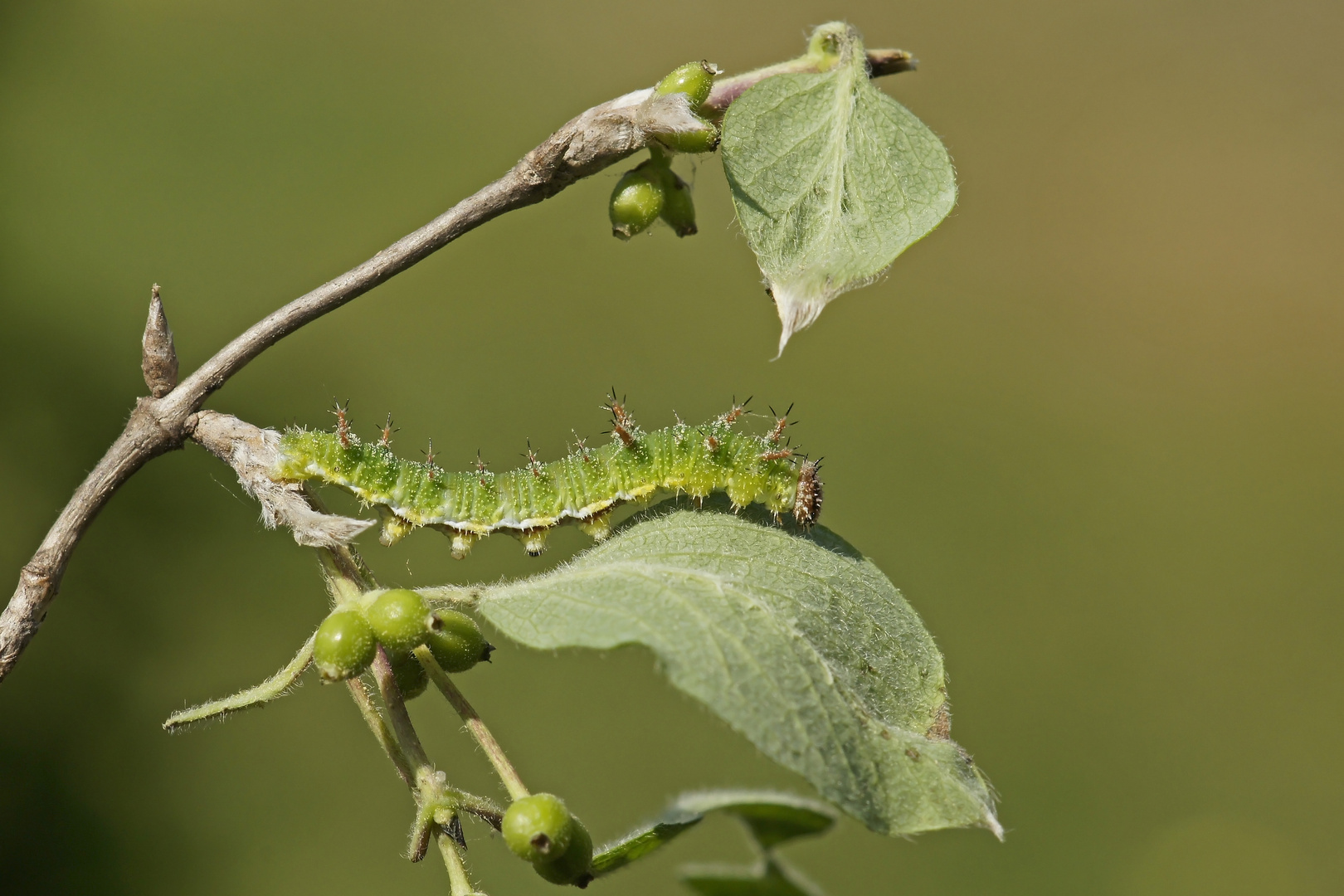 Raupe des Kleinen Eisvogels (Limenitis camilla)