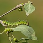 Raupe des Kleinen Eisvogels (Limenitis camilla)