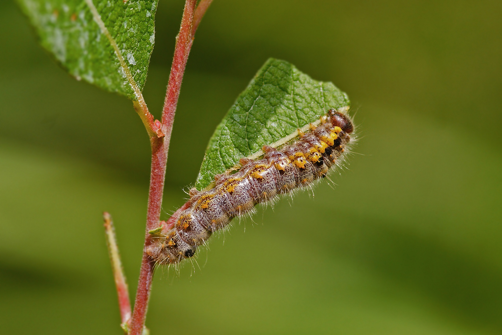 Raupe des Kleinen Erpelschwanz (Clostera pigra) 2