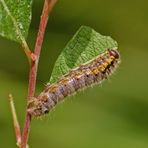 Raupe des Kleinen Erpelschwanz (Clostera pigra) 2