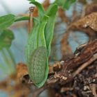 Raupe des Kleinen Feuerfalters (Lycaena phlaeas)