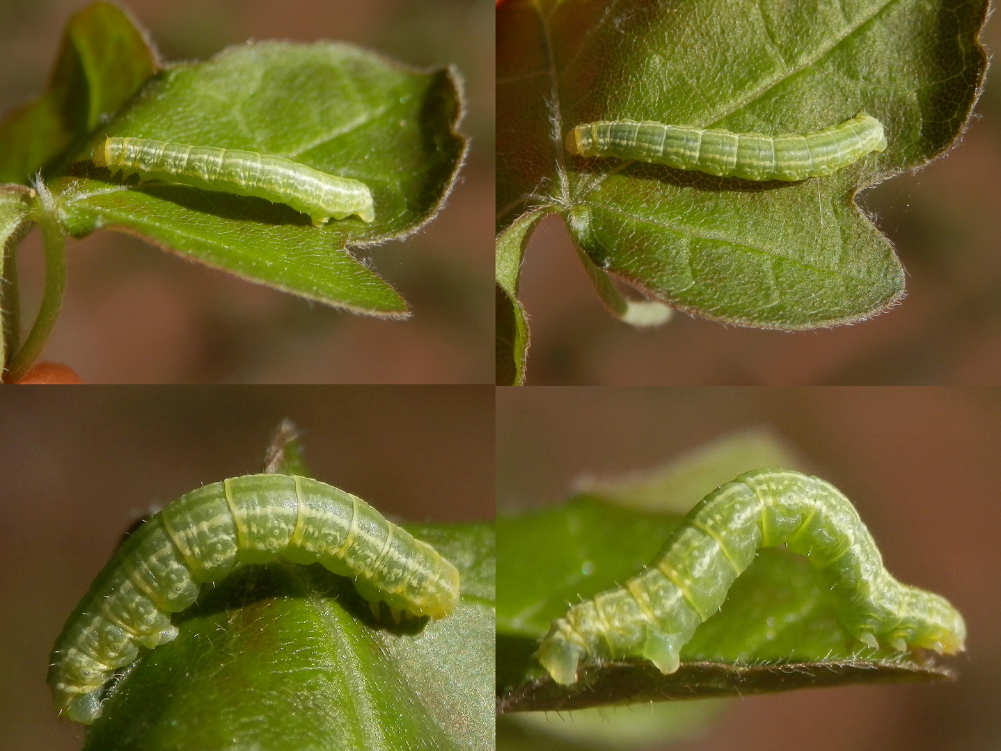 Raupe des Kleinen Frostspanners