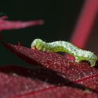 Raupe des kleinen Frostspanners