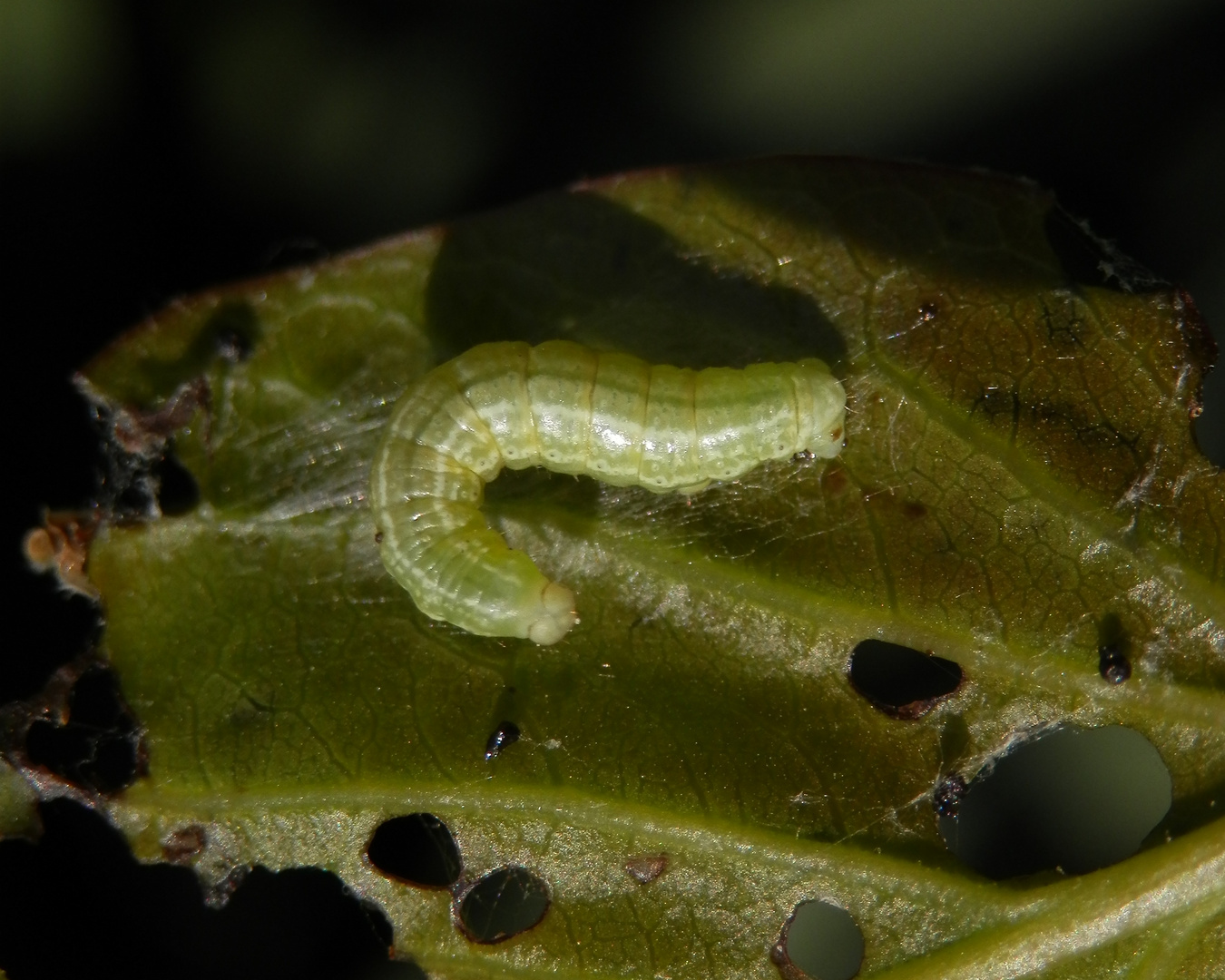 Raupe des Kleinen Frostspanners (Operophtera brumata)