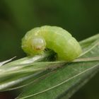 Raupe des Kleinen Frostspanners (Operophtera brumata)