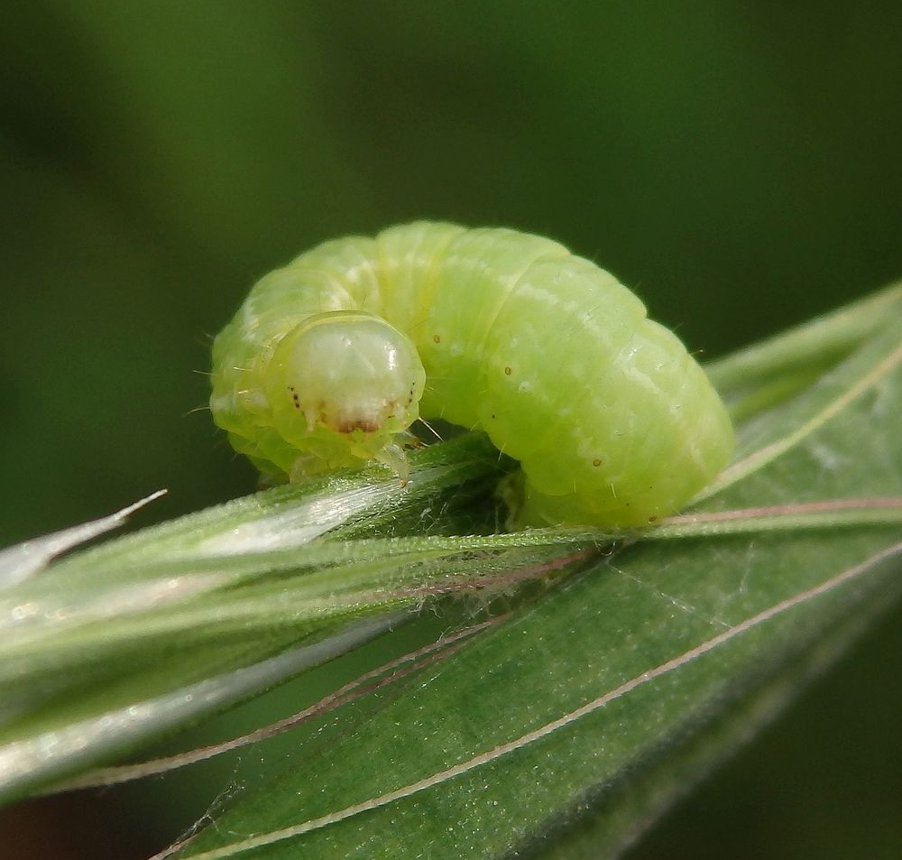 Raupe des Kleinen Frostspanners (Operophtera brumata)