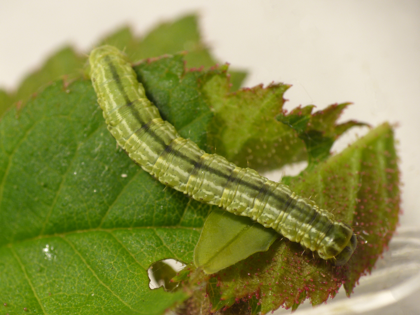 Raupe des Kleinen Frostspanners (Operophtera brumata)