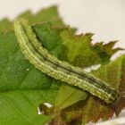 Raupe des Kleinen Frostspanners (Operophtera brumata)