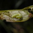 Raupe des Kleinen Frostspanners (Operophtera brumata)