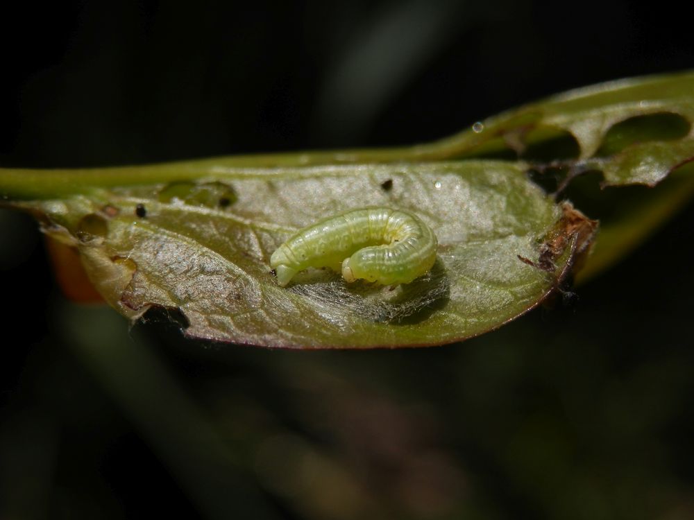 Raupe des Kleinen Frostspanners (Operophtera brumata)