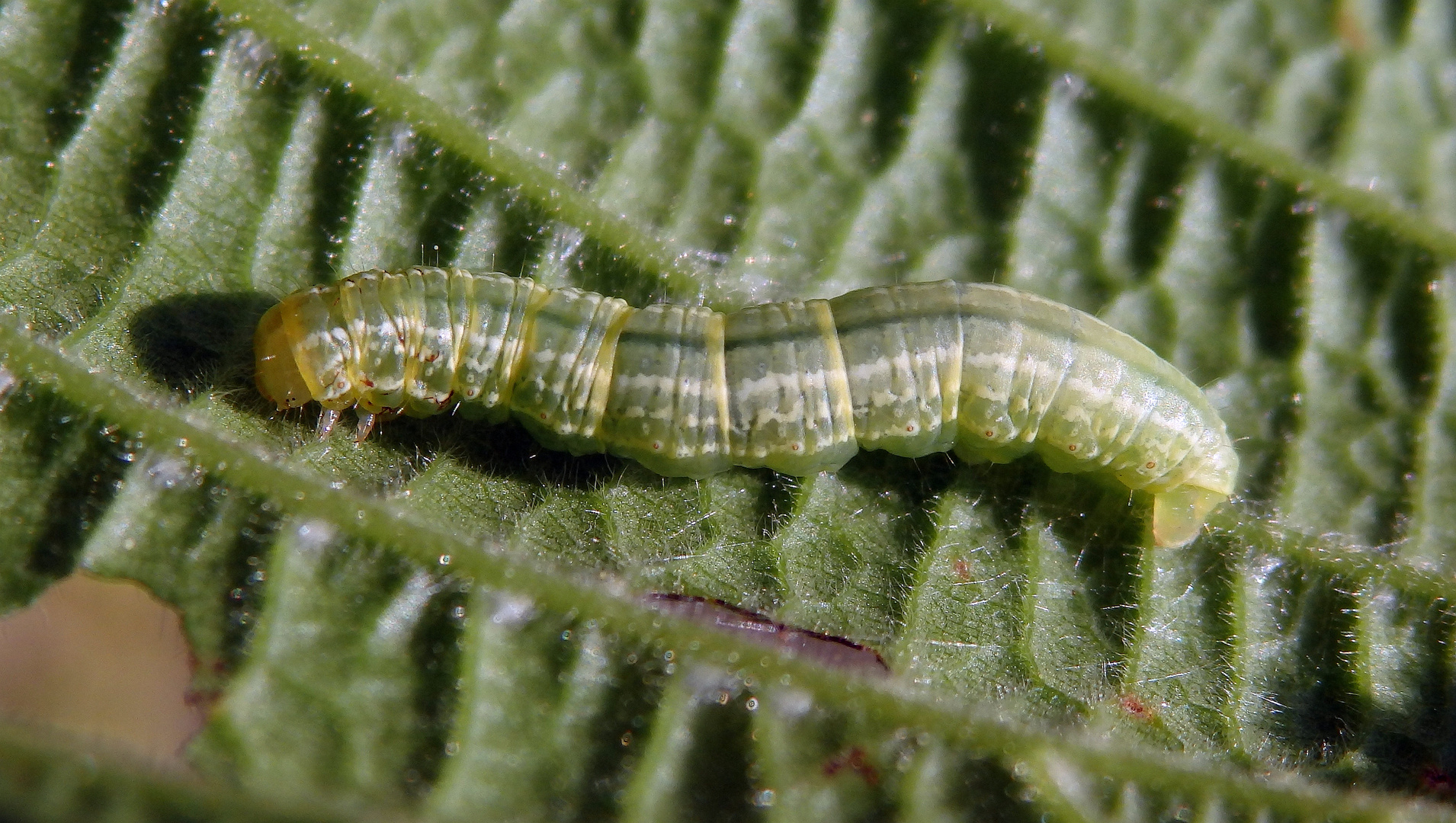 Raupe des Kleinen Frostspanners (Operophtera brumata)