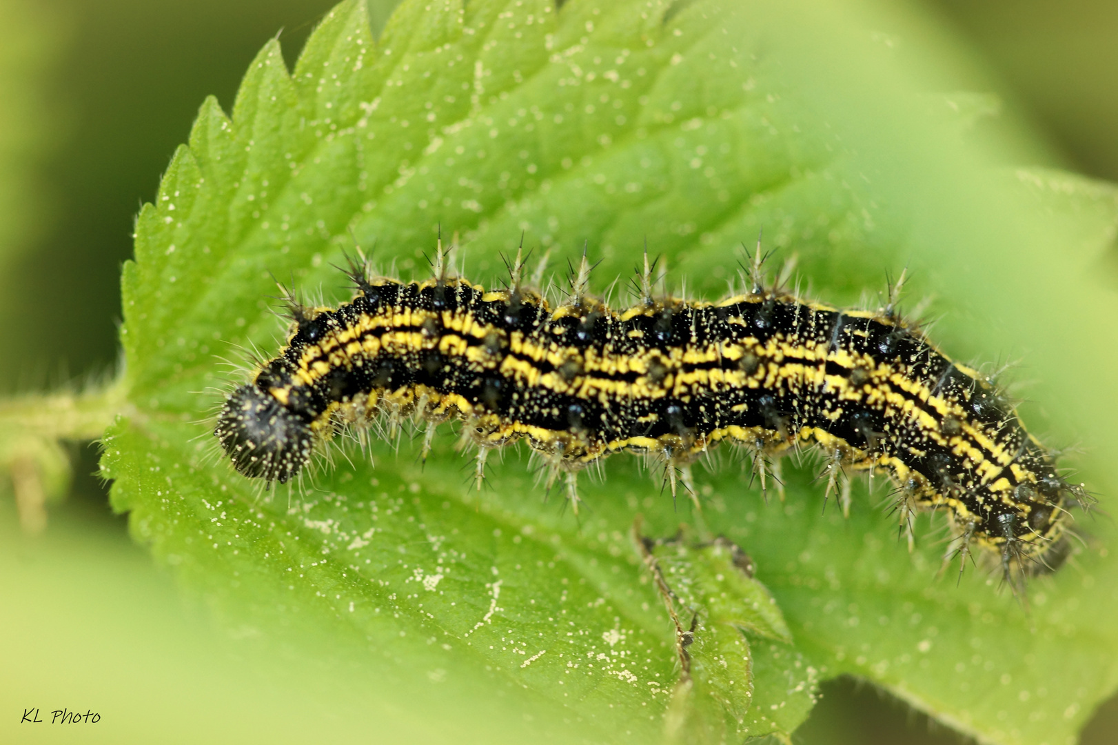 Raupe des kleinen Fuchs