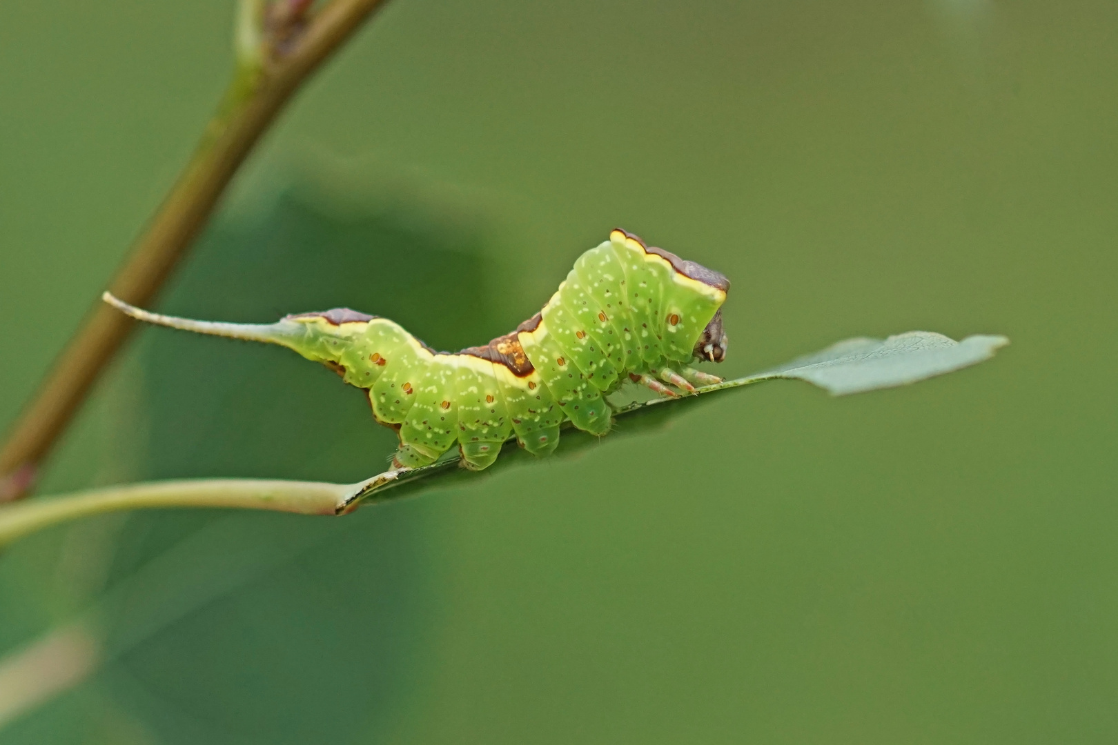 Raupe des Kleinen Gabelschwanz (Furcula bifida)