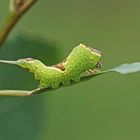 Raupe des Kleinen Gabelschwanz (Furcula bifida)