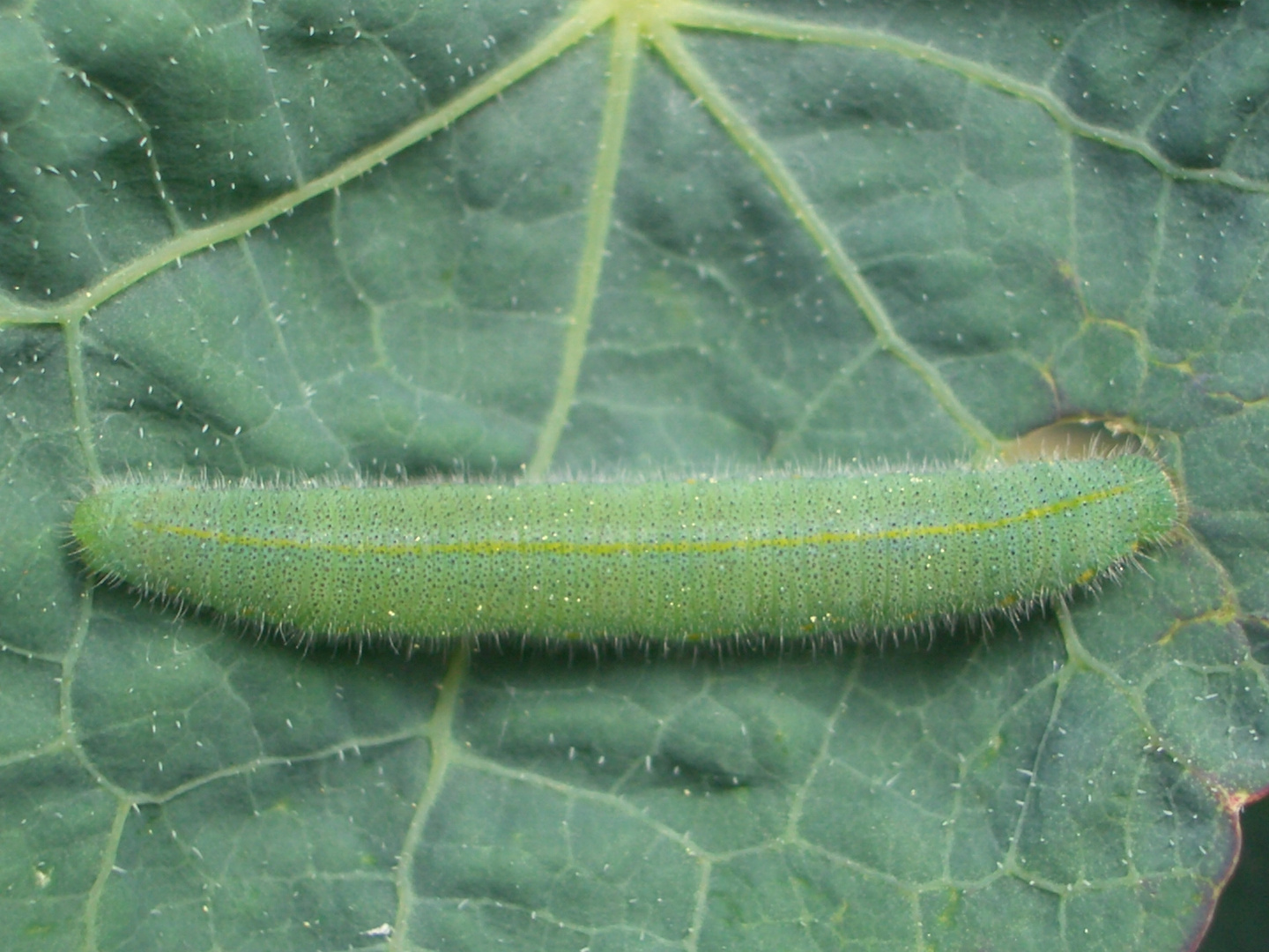 Raupe des Kleinen Kohlweißlings