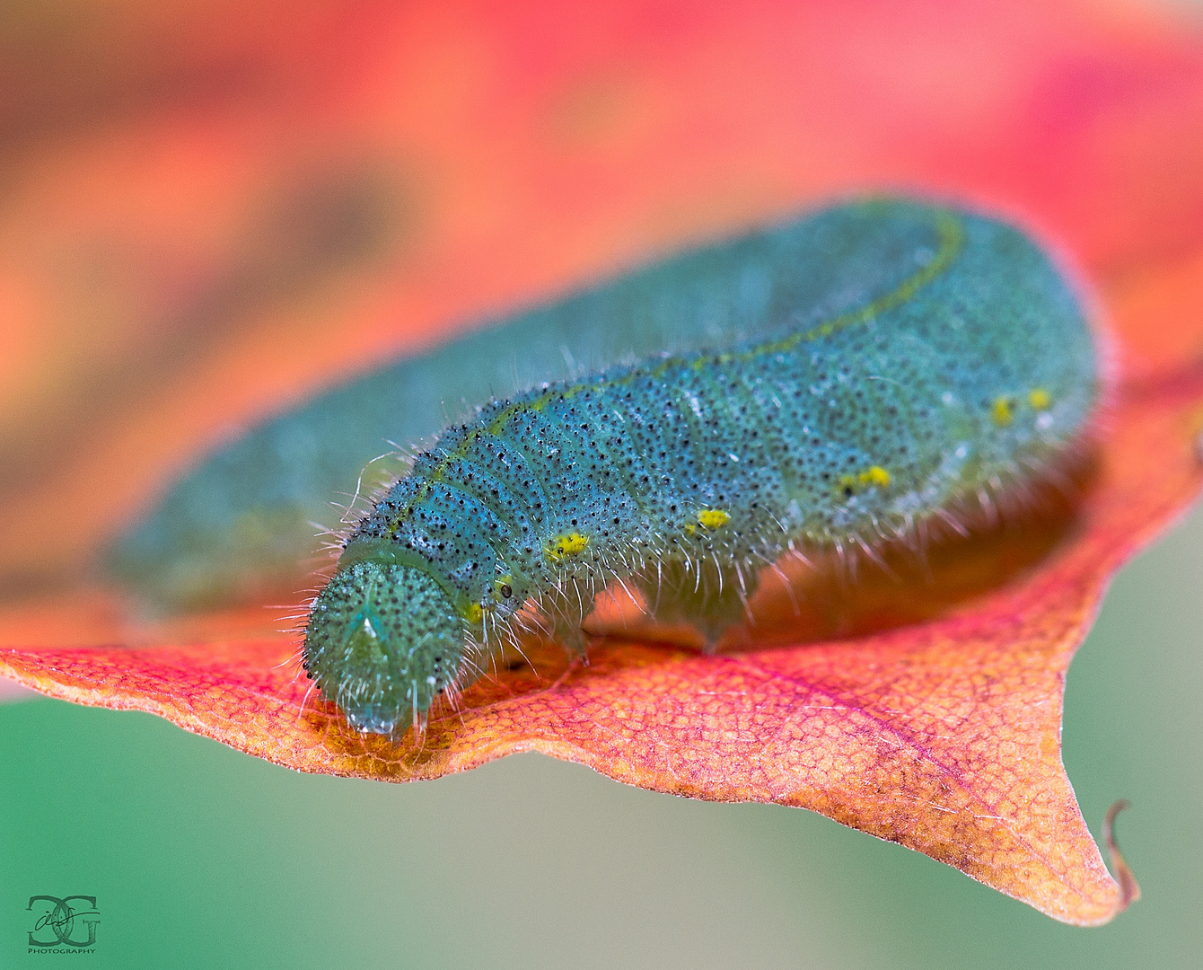 Raupe des kleinen Kohlweisslings [Pieris rapae]