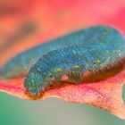 Raupe des kleinen Kohlweisslings [Pieris rapae]