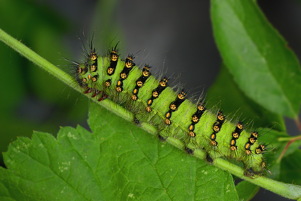 Raupe des Kleinen Nachtpfauenauge