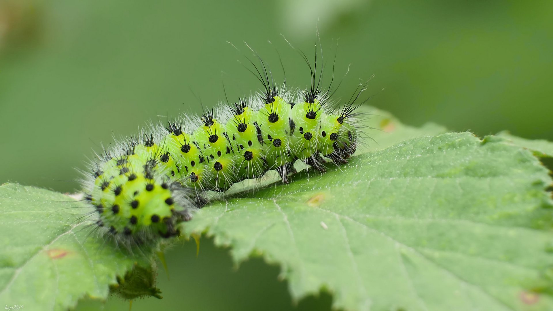 Raupe des Kleinen Nachtpfauenauge (Saturnia pavonia)