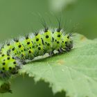 Raupe des Kleinen Nachtpfauenauge (Saturnia pavonia)