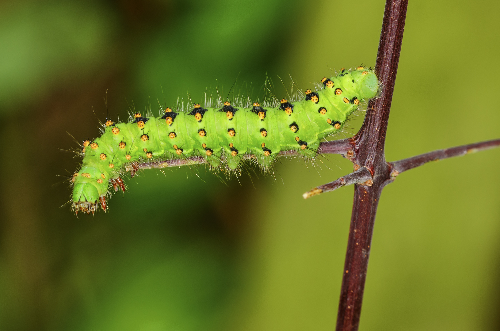 Raupe des Kleinen Nachtpfauenauge (Saturnia pavonia)