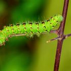 Raupe des Kleinen Nachtpfauenauge (Saturnia pavonia)