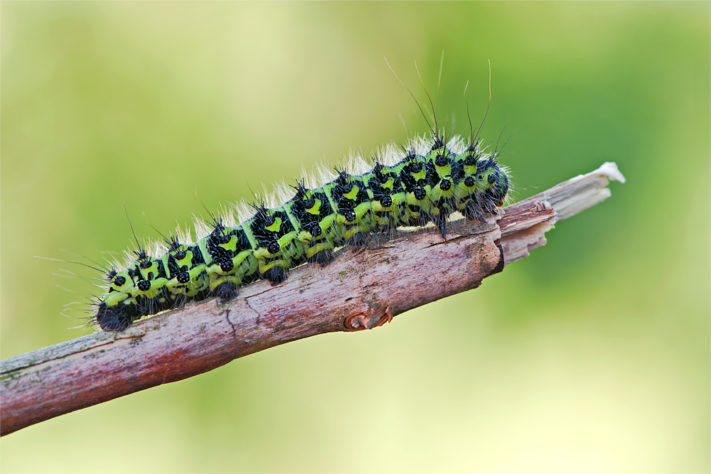 Raupe des Kleinen Nachtpfauenauges