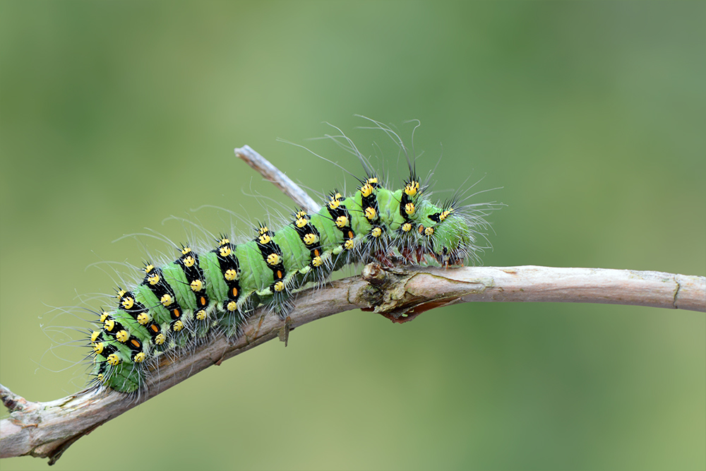 Raupe des Kleinen Nachtpfauenauges