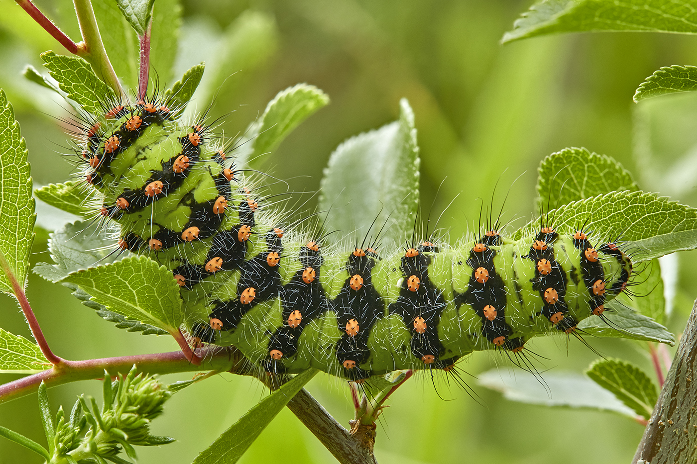 Raupe des "Kleinen Nachtpfauenauges"