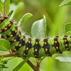 Raupe des "Kleinen Nachtpfauenauges"