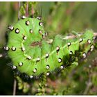 Raupe des kleinen Nachtpfauenauges