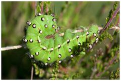 Raupe des kleinen Nachtpfauenauges