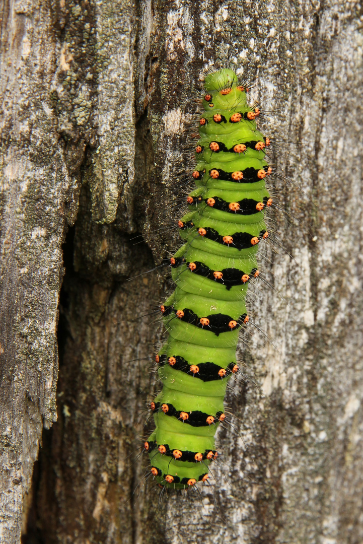 Raupe des Kleinen Nachtpfauenauges in der Hochheide (2016_08_21_EOS 100D_0543_ji)