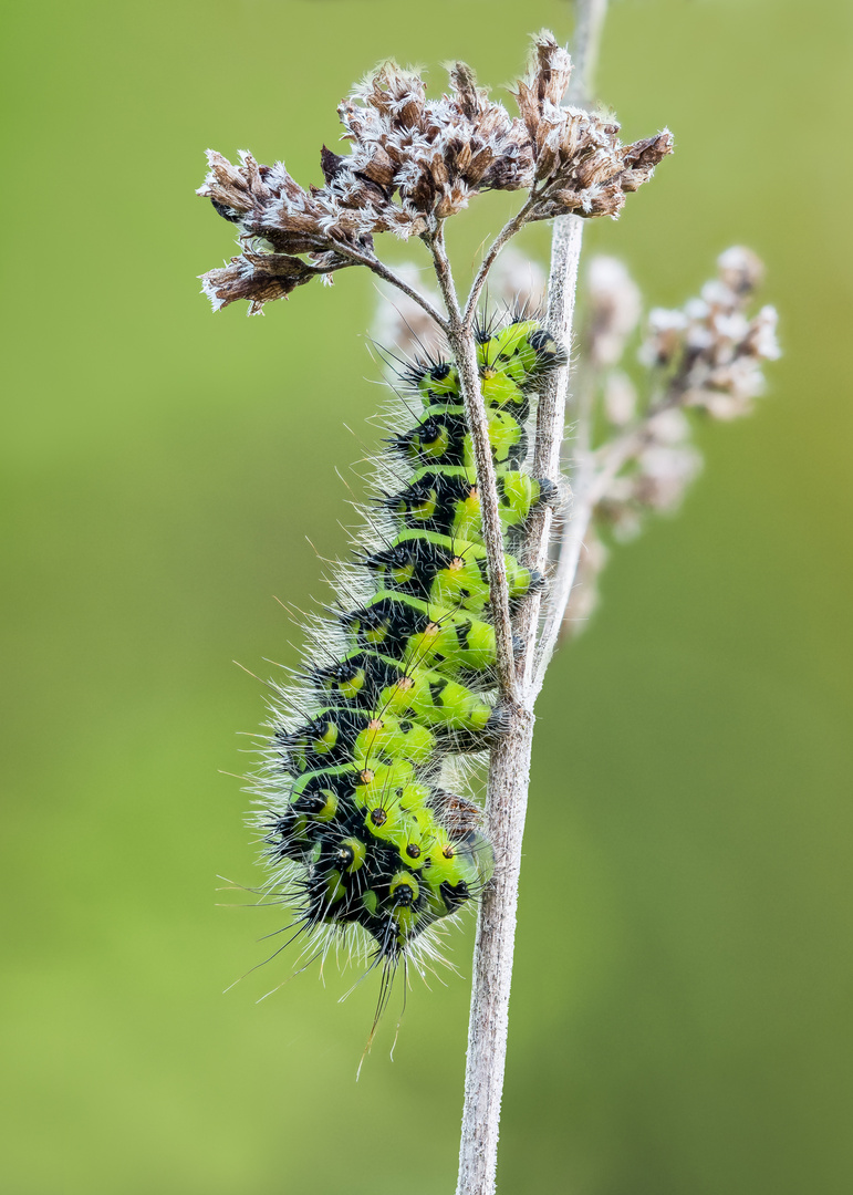 Raupe des kleinen Nachtpfauenauges ( Saturnia paronia )