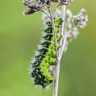 Raupe des kleinen Nachtpfauenauges ( Saturnia paronia )