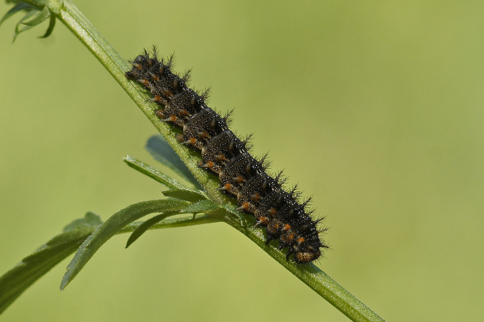 Raupe des Kleinen Perlmutterfalters (Issoria lathonia)