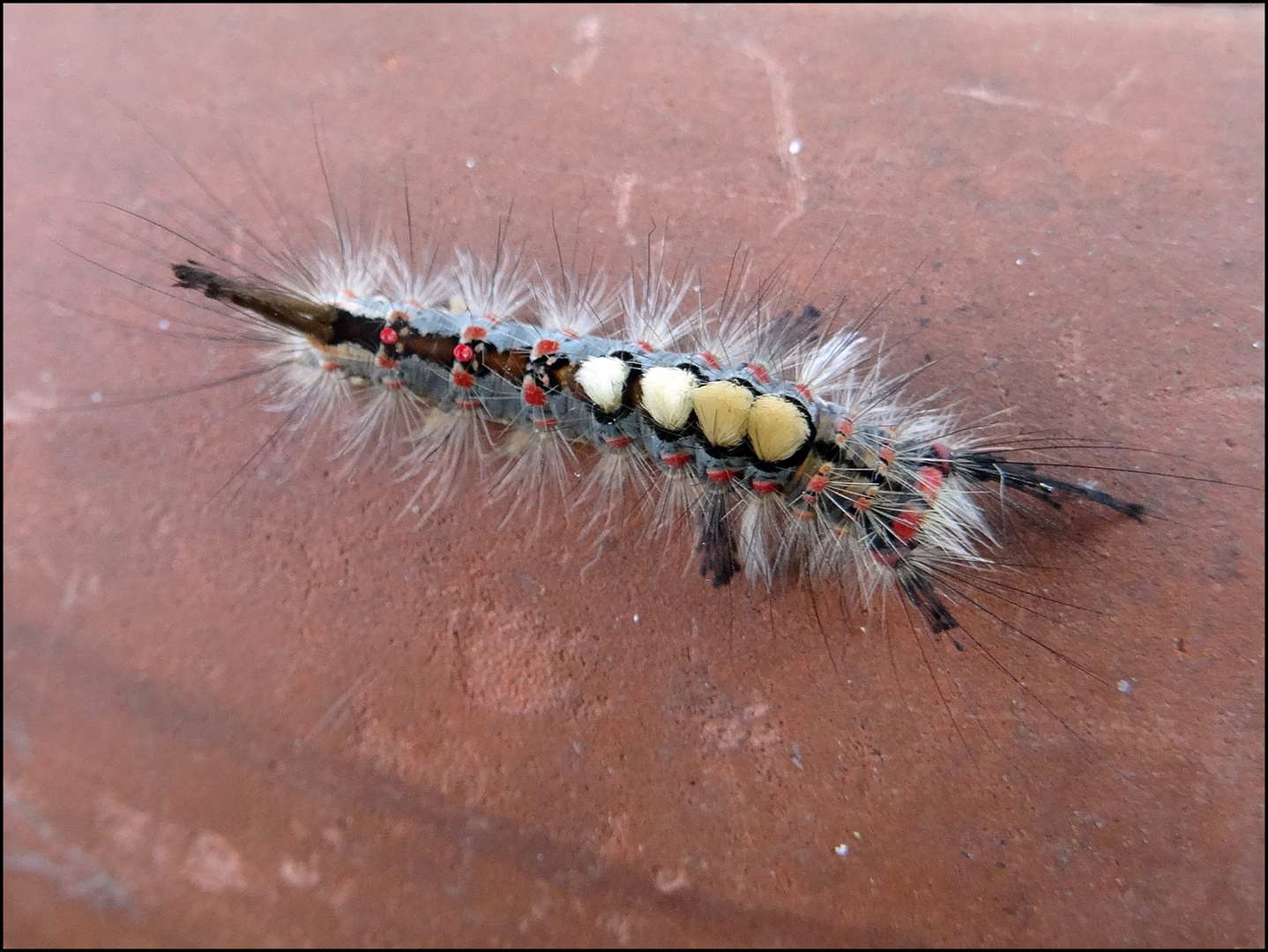 Raupe des Kleinen Schlehenspinner / Bürstenspinner